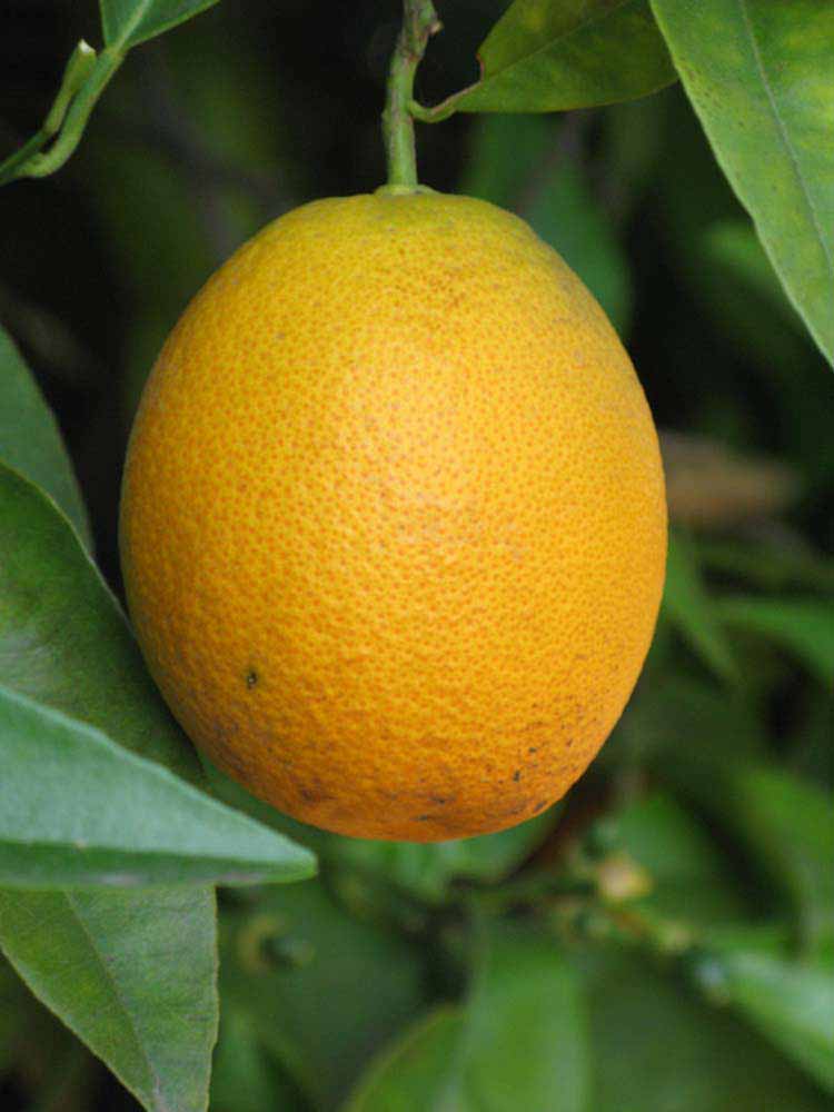              Fruit (Verna, Riverside, CA)       